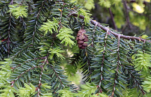 cicuta, arbre, cons, fons, cicuta, arbre, textura, país, coníferes, avet, parc natural, jardí, fulles, llavor, verd, detall, ecologia, fullatge, bosc, branca, flora, tancar, primer pla, natural, de fulla perenne, agulles, nord, refrescant, agulla, jove, estacional, naturalesa, serè, primavera, temporada, delicada, planta, creixement, a l'aire lliure, medi ambient, pi, color verd, dia, centrar-se en primer pla, pinàcies, arbre de coníferes, full, part de la planta, cap gent, bellesa a la natura, pinya de pi, agulla - part de la planta, arbre de fulla perenne, bosc de pi, 4K, CC0, domini públic, lliure de regalies