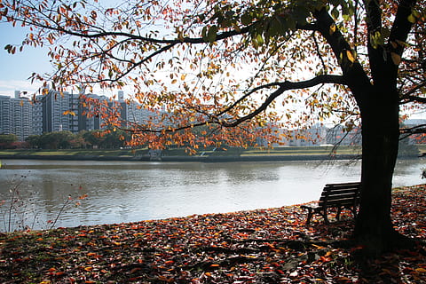 samotność, widok, jezioro, sam, widok, jezioro, zdrowie psychiczne, siedzenie, park, Hiroshima, jesień, drzewo, Natura, liść, park - przestrzeń stworzona przez człowieka, na dworze, odbicie, pora roku, woda, spokojna scena, scenics, krajobraz, Park Centralny, piękno natury, rzeka, Oddział, kwitnąć, dzień, roślina, zmiana, wzrost, architektura, kruchość, spokój, zbudowana struktura, Kwiat Wiśni, część rośliny, żadnych ludzi, wiosna, Wiśniowe drzewo, 5K, CC0, domena publiczna, darmowe zdjęcia