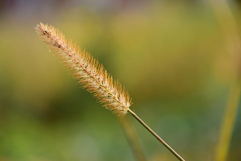 Gras, schließen, Natur, Makro, Pflanze, Wildgras, Sommer-, Saat, Grashalm, Grasähre, Ohr, Nahansicht, Wachstum, Schönheit in der Natur, Fokus auf den Vordergrund, keine Leute, grüne Farbe, Tag, Ruhe, selektiver Fokus, draußen, Pflanzenstamm, Zerbrechlichkeit, Verletzlichkeit, Ernte, Blatt, Feld, Landwirtschaft, 5K, CC0, gemeinfrei, lizenzfrei