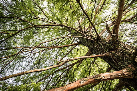 Brad, trompă, botanică, pin, copac, de mai jos, verde, natură, ramură, conifer, pădure, frunze, trunchi de copac, în aer liber, plantă, Culoarea verde, mediu inconjurator, zi, frumusețe în natură, creştere, vedere unghiulară joasă, teren, liniște, nici o persoana, o scenă liniștită, scenice - natura, scenă non-urbană, bambus - planta, copac copac, imediat mai jos, pădure tropicală, 5K, CC0, domeniu public, fără drepturi de autor