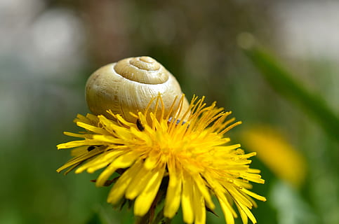 Caracol, Concha, dente de leão, Prado, natureza, flores, flora, planta com flores, flor, plantar, amarelo, fragilidade, beleza na natureza, fechar-se, frescura, vulnerabilidade, animal, animais selvagens, temas animais, crescimento, invertebrado, pétala, cabeça de flor, um animal, focar em primeiro plano, animais em estado selvagem, ninguém, ao ar livre, 4K, CC0, domínio público, royalty free