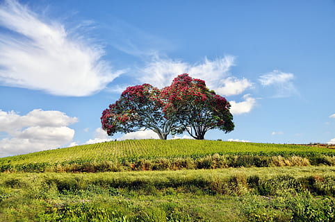 paisatge, arbre, verd, mount, arbres, naturalesa, paisatge natural, bosc, tronc, parc, paisatge de muntanya, cel, camp, hivern, ombres, planta, alpinisme, horitzó, núvols, terra, núvol - cel, herba, bellesa a la natura, creixement, medi ambient, tranquil·litat, escena tranquil·la, escenics - natura, color verd, escena no urbana, cap gent, dia, a l'aire lliure, 4K, CC0, domini públic, lliure de regalies