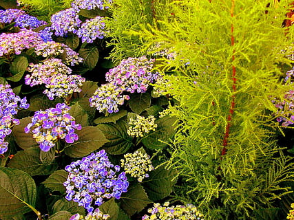 bitki, bahar, kapat, hydrangeas, eğreltiotu, çiçekli bitki, çiçek, doğada güzellik, büyüme, tazelik, kırılganlık, Güvenlik açığı, doğa, bitki bölümü, yeşil renk, Yaprak, gün, yüksek açılı görünüş, insansız, bütün çerçeve, çiçek kafa, taçyaprağı, açık havada, botanik, mor, 2K, CC0, kamu malı, telif ücretsiz