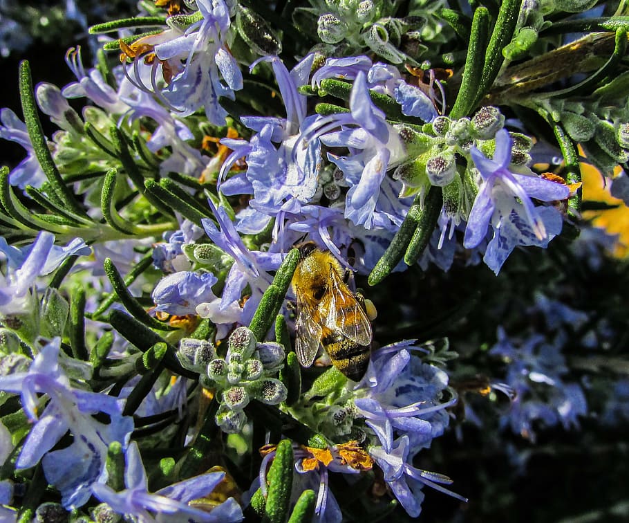 abella, insecte, treball, flor, planta, planta amb flors, creixement, primer pla, vulnerabilitat, porpra, bellesa a la natura, fragilitat, frescor, pètal, naturalesa, cap gent, dia, part de la planta, full, cap de flor, inflorescència, enfocament selectiu, centrar-se en primer pla, a l'aire lliure, pol·len, Ram de flors, 2K