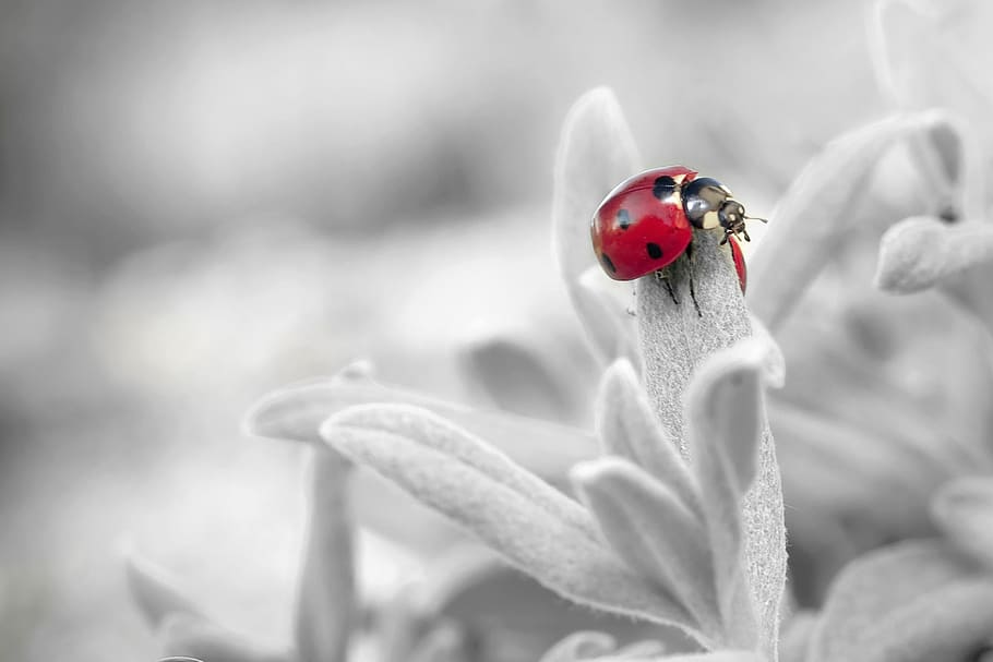 selectiu, fotografia en color, Marieta, flor, insecte, naturalesa, escarabat, temes d'animals, animal, planta, vermell, primer pla, un animal, cap gent, invertebrat, fauna animal, macro, bellesa a la natura, centrar-se en primer pla, animals a la natura, frescor, tacat, petit, 2K