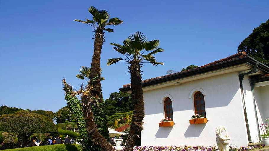 klitschko, sigui o no, k, Palmera, arbre, exterior de l'edifici, cel, a l'aire lliure, dia, planta, arquitectura, clima tropical, estructura construïda, cel clar, naturalesa, edifici, cap gent, vista d’angle baix, blau, religió, destinacions de viatge, creença, lloc de culte, espiritualitat, santuari, 1080P