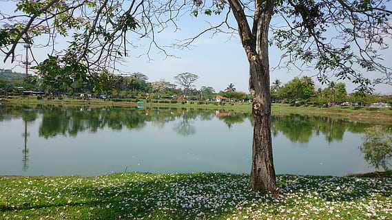 árbol, floración, lago, primavera, flor, Cereza, temporada, bosque, parque, naturaleza, reflexión, agua, planta, belleza en la naturaleza, tranquilidad, arquitectura, destinos de viaje, cielo, nadie, ambiente, paisaje, viaje, paisajes - naturaleza, estructura construida, edificio, al aire libre, 4K, CC0, dominio público, libre de derechos
