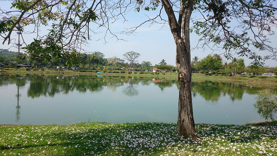 árbol, floración, lago, primavera, flor, Cereza, temporada, bosque, parque, naturaleza, reflexión, agua, planta, belleza en la naturaleza, tranquilidad, arquitectura, destinos de viaje, cielo, nadie, ambiente, paisaje, viaje, paisajes - naturaleza, estructura construida, edificio, al aire libre, 4K