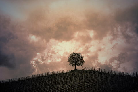arbre, superior, turó, vinyes, núvols, gewitter stimmung, sèpia, tempesta, naturalesa, cel, núvol - cel, planta, paisatge, tanca, límit, barrera, bellesa a la natura, medi ambient, cap gent, escena tranquil·la, tranquil·litat, escenics - natura, terra, escena rural, agricultura, cel dramàtic, a l'aire lliure, fosc, ominós, 1080P, CC0, domini públic, lliure de regalies