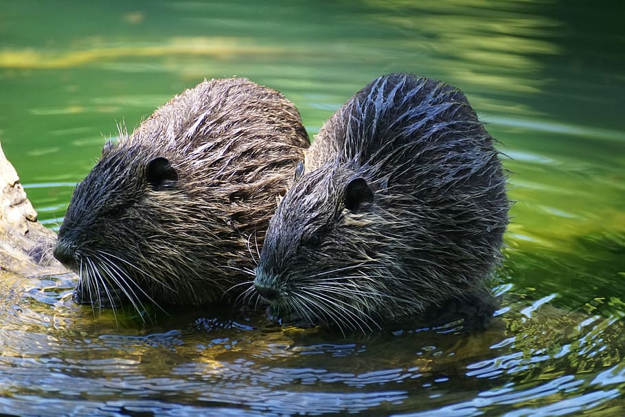 nutrie, hlodavec, řeka, zvířat, zvíře, voda, zvířata ve volné přírodě, jezero, skupina zvířat, plavání, den, obratlovců, nábřeží, nikdo, Příroda, dvě zvířata, savec, venku, vydra, pod vodou, vous, 5K