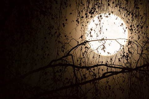 foto de lluna plena, lluna, siluetes, estètic, lluna plena, negre, primer pla, branques, arbre, per al collage, nit, llum de la lluna, cel, atmosfera, kahl, foscor, místic, fotografia nocturna, groc, llum, factura, tardor, brillar, joc d'ombres, mysthisch, horripilant, home llop, dramàtica, fantasia, màgia, atmosfèric, misteriós, humor, mitjanit, al bosc, exposició llarga, branca, naturalesa, cap gent, silueta, planta, bellesa a la natura, tranquil·litat, a l'aire lliure, arbre nu, vista d’angle baix, aigua, ocell, escena tranquil·la, fosc, escenics - natura, animal, 5K, CC0, domini públic, lliure de regalies