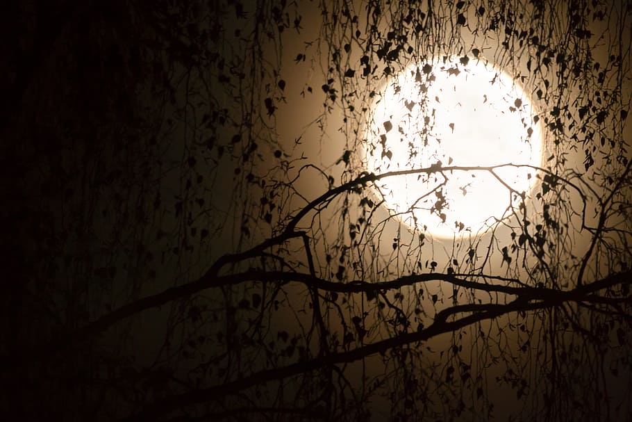 foto de lluna plena, lluna, siluetes, estètic, lluna plena, negre, primer pla, branques, arbre, per al collage, nit, llum de la lluna, cel, atmosfera, kahl, foscor, místic, fotografia nocturna, groc, llum, factura, tardor, brillar, joc d'ombres, mysthisch, horripilant, home llop, dramàtica, fantasia, màgia, atmosfèric, misteriós, humor, mitjanit, al bosc, exposició llarga, branca, naturalesa, cap gent, silueta, planta, bellesa a la natura, tranquil·litat, a l'aire lliure, arbre nu, vista d’angle baix, aigua, ocell, escena tranquil·la, fosc, escenics - natura, animal, 5K