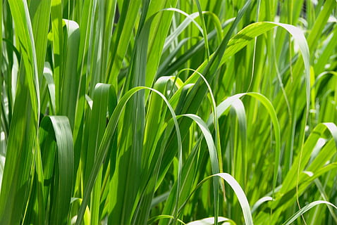 resolution, high, macro, grass, landscapes, nature, green color, plant, growth, beauty in nature, field, agriculture, close-up, leaf, land, no people, backgrounds, plant part, crop, day, cereal plant, outdoors, freshness, rural scene, blade of grass, bamboo - plant, 4K, CC0, public domain, royalty free