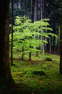 bosc, faig, fulles, arbres, naturalesa, soques, humor, verd, fusta de faig, arbre caducifoli, escorça d'arbre, avet, branques, bosc caducifoli, troncs d’arbres, arbre, planta, terra, creixement, color verd, tronc de l'arbre, tronc, tranquil·litat, dia, cap gent, bellesa a la natura, escena tranquil·la, a l'aire lliure, fullatge, exuberant fullatge, escenics - natura, escena no urbana, ruta, 5K, CC0, domini públic, lliure de regalies