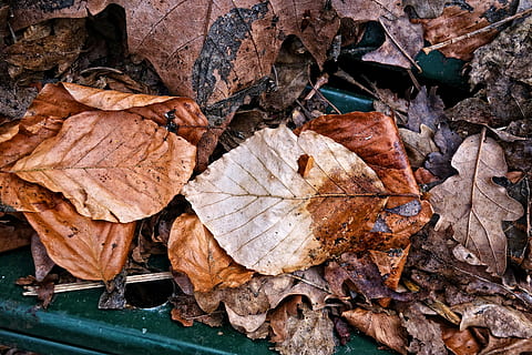 hoja, hoja muerta, hoja marrón, hoja caída, hoja seca, vena, modelo, seco, frente, otoño, textura, parte de la planta, de cerca, naturaleza, hojas, nadie, día, cambio, marrón, fragilidad, vulnerabilidad, vena de la hoja, tierra, campo, que cae, vista de alto ángulo, al aire libre, planta, condición natural, 5K, CC0, dominio público, libre de derechos
