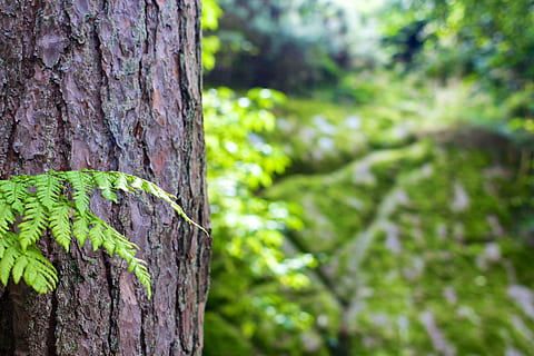 selektiv, fokus fotografering, trädstam, skog, träd, bark, bokeh, natur, trunk, trä, naturlig, miljö, växt, brun, timmer, trän, virke, löv, fokusera på förgrunden, grön färg, dag, tillväxt, utomhus, landa, inget folk, närbild, skönhet i naturen, växtbark, lugn, grov, mossa, regnskog, 2K, CC0, offentligt domän, royaltyfria