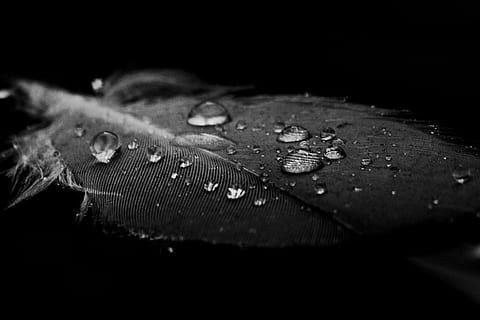 Wasser, Feder, Wasser, Feder, fallen, Natur, Regen, Nahansicht, Makro, nass, Regentropfen, Schwarz und weiß, Blatt, keine Leute, Pflanzenteil, selektiver Fokus, schwarzer Hintergrund, Verletzlichkeit, Zerbrechlichkeit, Schönheit in der Natur, Tag, draußen, Reinheit, trocken, Blätter, Tau, Leicht, 4K, CC0, gemeinfrei, lizenzfrei