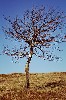 Tree, Arid, Branches, Dry, Wood, Nature, drought, aesthetic, blue, sky, gnarled, old, dying tree, dead tree, bare tree, landscape, field, day, land, plant, tranquility, environment, beauty in nature, tranquil scene, branch, non-urban scene, scenics - nature, growth, clear sky, no people, outdoors, isolated, single, 2K, CC0, public domain, royalty free