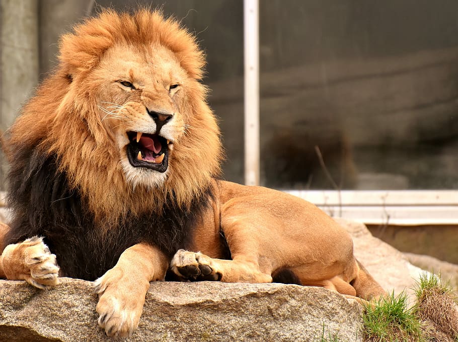poc profund, focalitzar la fotografia, lleó, depredador, perillós, crinera, gat, masculí, zoo, animal salvatge, Àfrica, animal, fauna animal, temes d'animals, mamífer, animals a la natura, felí, lleó - felí, un animal, vertebrats, animals en captivitat, dia, rock - object, rock, sòlid, carnivora, cap gent, a l'aire lliure, boca oberta, rugit, 4K