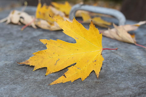 fulla d'auró, tardor, maple, groc, full, fullatge de tardor, fulles, daurat, part de la planta, canvi, naturalesa, centrar-se en primer pla, sec, caient, cap gent, primer pla, dia, vulnerabilitat, fragilitat, color taronja, a l'aire lliure, natura morta, bellesa a la natura, condició natural, col·lecció de tardor, caure, 2K, CC0, domini públic, lliure de regalies