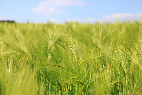 bygg, frokostblandinger, Enger, hvete, jordbruk, natur, felt, landlige scene, vekst, gård, avling, kornblanding, sommer, mat, moden, anlegg, gul, utendørs, bakgrunn, frø, himmel, landskap, land, grønn farge, miljø, gress, ingen folk, nærbilde, våren, 5K, CC0, offentlig domene, opphavsrett gratis