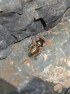 hoverfly, sinek, yanardöner, böcek, altın, madeni, doğa, animalia, taş, hayvan yaban hayatı, hayvan temaları, hayvan, vahşi hayvanlar, omurgasız, bir hayvan, insansız, kapatmak, gün, kaya - nesne, Kaya, katı, dokulu, açık havada, yüksek açılı görünüş, seçici odak, Desen, deniz, 1080P, CC0, kamu malı, telif ücretsiz
