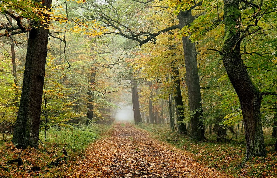 Skov, efterår, træ, stien, bane, plante, retning, vejen frem, lave om, ro, jord, skønhed i naturen, træstamme, bagagerum, rolig scene, natur, vækst, sti, blad, scenics - natur, vej, plante del, faldende perspektiv, ingen mennesker, udendørs, efterårssamling, treelined, 2K