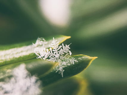 photo de mise au point, flocons de neige, flocon de neige microscopique, flocon de neige, cristal, macro, feuille, la glace, neige, arbre, du froid, hiver, fermer, partie de la plante, la nature, couleur verte, plante, mise au point sélective, personne, journée, en plein air, insecte, se concentrer sur le premier plan, invertébré, la faune des animaux, animal, animaux à l'état sauvage, fragilité, beauté dans la nature, lumière du soleil, thèmes animaux, 4K, CC0, domaine public, libre de droits
