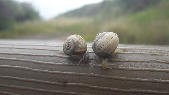 sniglar, insekt, snigel, djurteman, djur-, djurliv, skal, djur i det vilda, djurskal, ryggradslös, mollusk, närbild, dag, ett djur, inget folk, natur, gastropod, utomhus, selektiv fokusering, fokusera på förgrunden, små, marin-, 2K, CC0, offentligt domän, royaltyfria