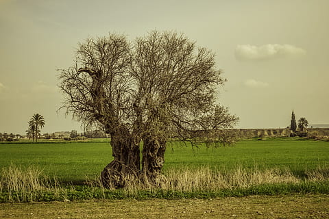 Baum, Landschaft, Natur, Felder, Winter, ländlich, Potamia, Zypern, Pflanze, Feld, Himmel, Gras, Umgebung, Land, Ruhe, ruhige Szene, Wachstum, Szenen - Natur, Schönheit in der Natur, ländliche Szene, keine Leute, Landwirtschaft, Tag, grüne Farbe, wolke - himmel, draußen, 5K, CC0, gemeinfrei, lizenzfrei