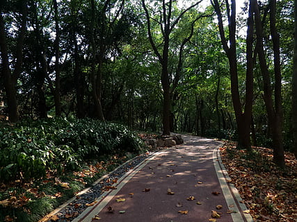 montagne, silenzioso, albero, sentiero, percorso alberato, foresta, natura, all'aperto, nessuno, pianta, crescita, la strada davanti, direzione, la tranquillità, bellezza nella natura, colore verde, giorno, terra, parco, scena tranquilla, scenics - natura, tronco d'albero, tronco, parco - spazio creato dall'uomo, modificare, treelined, le foglie, 4K, CC0, dominio pubblico, privo di copyright