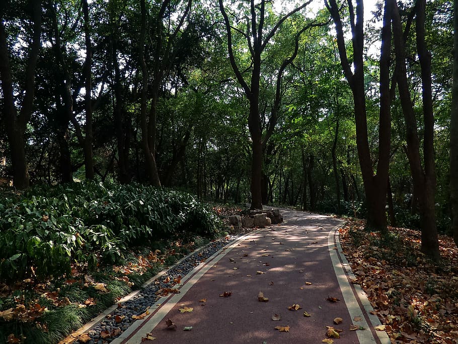 montagne, silenzioso, albero, sentiero, percorso alberato, foresta, natura, all'aperto, nessuno, pianta, crescita, la strada davanti, direzione, la tranquillità, bellezza nella natura, colore verde, giorno, terra, parco, scena tranquilla, scenics - natura, tronco d'albero, tronco, parco - spazio creato dall'uomo, modificare, treelined, le foglie, 4K