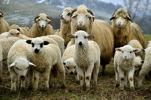 panoramisk, fotografering, flok, sheeps, panoramafotografering, lam, Lyt, Mark, forår, landlige landskab, dyr, husdyr, dyre temaer, ko, gruppe af dyr, pattedyr, indenlandske, kæledyr, hvirveldyr, får, får får, jord, natur, ingen mennesker, stående, dag, stor gruppe dyr, planteædende, udendørs, 4K, CC0, offentligt domæne, royaltyfrie