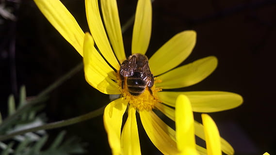 flor, margarida, abella, obrera, mel, groc, planta amb flors, animal, insecte, un animal, invertebrat, temes d'animals, fragilitat, fauna animal, bellesa a la natura, planta, cap de flor, primer pla, pètal, frescor, vulnerabilitat, animals a la natura, naturalesa, creixement, pol·len, polinització, a l'aire lliure, cap gent, 4K, CC0, domini públic, lliure de regalies