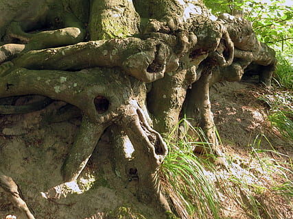 arrel de l’arbre, branques, cobert, arbre, planta, registre, vell, bosc, naturalesa, arrel, sòl, fantasmal, horror, cap gent, dolent, llop, dia, creixement, tranquil·litat, tronc de l'arbre, tronc, a l'aire lliure, rock, terra, sòlid, llum solar, branca, color verd, aspre, vista d’angle baix, rock - object, 4K, CC0, domini públic, lliure de regalies