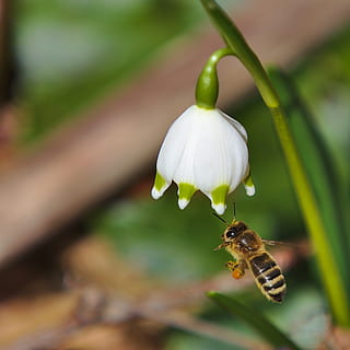 Primavera, abelha, inseto, invertebrado, temas animais, animais em estado selvagem, animal, um animal, fechar-se, beleza na natureza, animais selvagens, plantar, focar em primeiro plano, foco seletivo, flor, ninguém, natureza, frescura, planta com flores, dia, vulnerabilidade, cabeça de flor, polinização, 2K, CC0, domínio público, royalty free