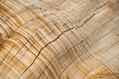 primer pla, foto, beix, fusta, superfície, resum, marró, arbre, patró, textura, fons, vell, taulers de fibra de fusta, ningú, còpia espai, parquet, horitzontal, taula, detalls de tirs, macro, detall, sòls, decoració, motiu, cap gent, perspectiva, groc, mobles, natural, imatge en color, bonic, patró abstracte, fotografia, enfocament selectiu, imatges, color, fons de pantalla, marc complet, material de fusta, anell d’arbre, gra de fusta, patró natural, monstre de l'arbre, escorça, naturalesa, esquerdat, dia, concèntric, 5K, CC0, domini públic, lliure de regalies