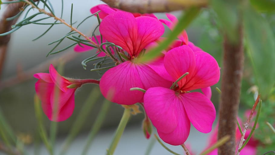 kurjenpolvi, pinkki, kukka, kukinta, pelargonium zonale, pelargoni, geranium-kasvihuone, Geraniaceae, vuodevaatteet, parveketehdas, vaaleanpunainen väri, terälehti, luonto, kasvu, kauneus luonnossa, kasvi, tuoreus, lähikuva, alttius, hauraus, kukinto, kukka pää, keskittyä etualalle, ei ihmisiä, ulkona, päivä, valikoiva tarkennus, kevät, violetti, 5K