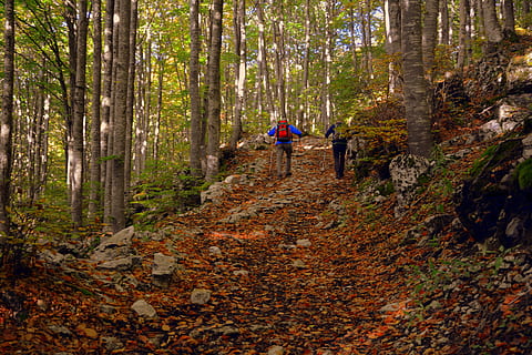 Due, persona, a piedi, Marrone, sentiero, escursione, foresta, autunno, pista, il trekking, Camminata nordica, montagna, il percorso europeo, e5, Lessinia, Italia, albero, terra, attività di svago, natura, attività, pianta, escursioni a piedi, stili di vita, donne, retrovisore, due persone, uomini, persone, scena non urbana, bosco, adulto, la tranquillità, all'aperto, 5K, CC0, dominio pubblico, privo di copyright