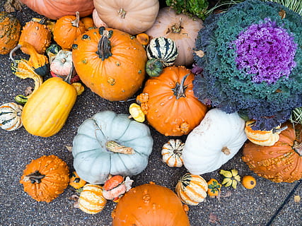 variety, pumpkins, pavement, squash, vegetables, fall, autumn, ground, plants, pumpkin, high angle view, food and drink, vegetable, close-up, large group of objects, day, squash - vegetable, freshness, food, orange color, healthy eating, choice, variation, wellbeing, outdoors, multi colored, for sale, organic, market, ripe, 4K, CC0, public domain, royalty free
