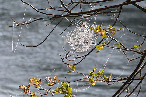 Spinnennetz, Spinnweben, zärtlich, Gegenlicht, Tau, feucht, Natur, Ast, Baum, Pflanze, Fokus auf den Vordergrund, keine Leute, Schönheit in der Natur, Tag, kahler Baum, Wasser, Ruhe, Wachstum, draußen, Nahansicht, Zerbrechlichkeit, Zweig, Verletzlichkeit, getrocknete Pflanze, tote Pflanze, Komplexität, Veränderung, 4K, CC0, gemeinfrei, lizenzfrei