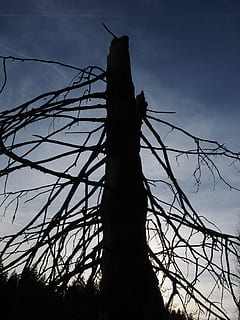 abete, albero, vecchio, pianta morta, estetico, rami, scolitidi, danno ambientale, waldsterben, ceppo, cielo, Inquadratura dal basso, silhouette, albero nudo, nuvola - cielo, natura, ramo, pianta, nessuno, filo spinato, elettricità, all'aperto, combustibile e produzione di energia, sicurezza, filo, protezione, recinto, giorno, linea elettrica, Alimentazione elettrica, complessità, ingarbugliato, 4K, CC0, dominio pubblico, privo di copyright