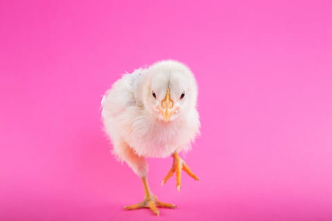 hvid chick kylling, hvid, kylling, top, lyserød, overflade, baggrund, fugl, nuttet, fluffy, lille, fjerkræ, orange, næb, lærer at gå, husdyr, dyr, lyserød farve, dyre temaer, farvet baggrund, studio skud, lyserød baggrund, kylling - fugl, et dyr, ungt dyr, ung fugl, kæledyr, indenlandske, indendørs, baby kylling, hvirveldyr, ingen mennesker, 5K, CC0, offentligt domæne, royaltyfrie