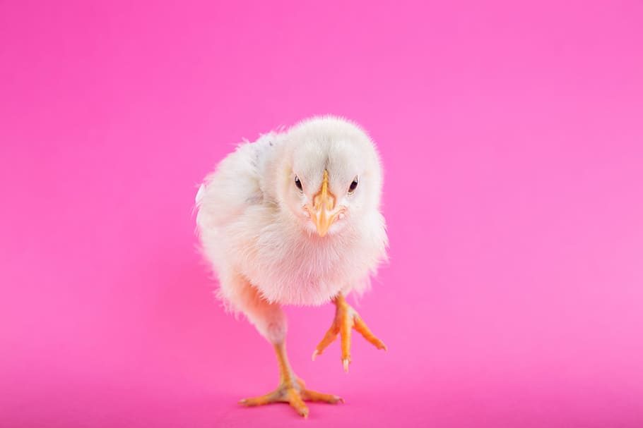 hvid chick kylling, hvid, kylling, top, lyserød, overflade, baggrund, fugl, nuttet, fluffy, lille, fjerkræ, orange, næb, lærer at gå, husdyr, dyr, lyserød farve, dyre temaer, farvet baggrund, studio skud, lyserød baggrund, kylling - fugl, et dyr, ungt dyr, ung fugl, kæledyr, indenlandske, indendørs, baby kylling, hvirveldyr, ingen mennesker, 5K