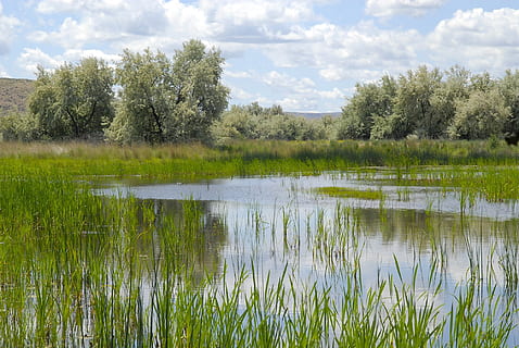 Karosserie, Wasser, Grün, Laubbaum, tagsüber, Washington, Zustand, Himmel, Wolken, Wald, Bäume, Sommer-, Frühling, Teich, See, Reflexionen, Gras, Pflanzen, Land, Landschaft, ländlich, Feuchtgebiet, Natur, draußen, Pflanze, Baum, Ruhe, Reflexion, Schönheit in der Natur, wolke - himmel, ruhige Szene, Szenen - Natur, Wachstum, keine Leute, Tag, grüne Farbe, Nicht-städtische Szene, Sumpf, 1080P, CC0, gemeinfrei, lizenzfrei