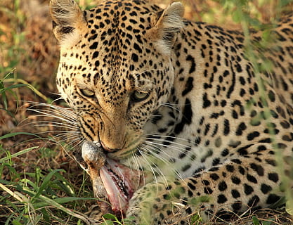 Leopard, Carnivore, Kill, Raptor, wildlife, predator, africa, cat, safari, hunter, prey, wild, animals in the wild, one animal, spotted, animal wildlife, animal themes, animal, feline, big cat, mammal, no people, vertebrate, day, carnivora, nature, animal markings, close-up, focus on foreground, pets, outdoors, whisker, animal head, 1080P, CC0, public domain, royalty free