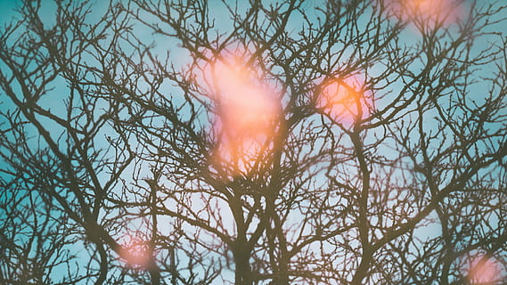 leafless tree, daytime, withered tree photography, tree, branches, blue, red, tree branch, plant, nature, lens flare, branch, no people, day, beauty in nature, sky, sunlight, back lit, selective focus, outdoors, sunbeam, growth, tranquility, sun, bare tree, close-up, low angle view, 5K, CC0, public domain, royalty free