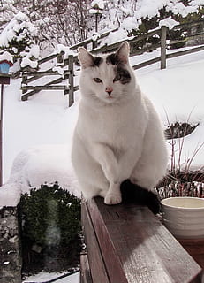 kat, hvid, sne, kæledyr, vinter, indenlandske kat, et dyr, husdyr, indenlandske, feline, dyre temaer, pattedyr, hvirveldyr, dyr, plante, kold temperatur, hvid farve, træ, sidder, træ - materiale, ingen mennesker, bakkenbart, 1080P, CC0, offentligt domæne, royaltyfrie