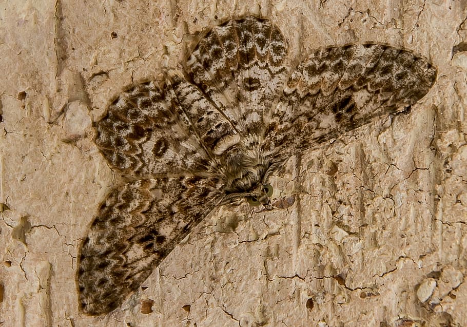 arna, insecte, gran, crema, marró, patró, salvatge, ala, camuflatge, paret, Queensland, Austràlia, temes d'animals, animal, cap gent, textura, fauna animal, animals a la natura, primer pla, funció de construcció de parets, naturalesa, dia, tronc de l'arbre, aspre, tronc, grup d’animals, vertebrats, a l'aire lliure, història, arquitectura, estructura construïda, 2K