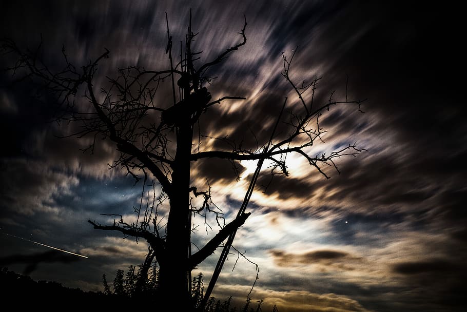 time lapse foto, bar, træer, skyer, Sky, silhuettræ, overskyet, silhuet, træ, nat, skræmmende, himmel, halloween, mørke, mørk, cloudscape, natur, landskab, longexposure, nattehimmel, skygge, sky - himmel, bare træ, skønhed i naturen, plante, ingen mennesker, ro, scenics - natur, dramatisk himmel, lav vinkel visning, rolig scene, udendørs, uhyggelig, afdeling, død plante, ildevarslende, 5K